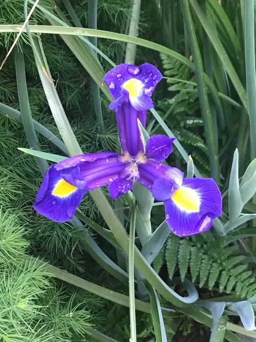 Iris à feuilles en glaive