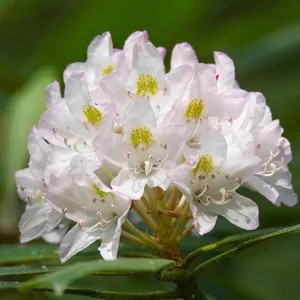 Wie man Riesenrhododendron anbaut und pflegt