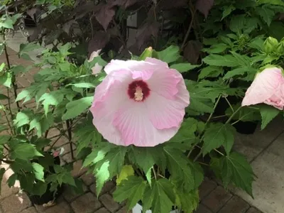 Sumpfeibisch 'Ballet Slippers' (Hibiscus moscheutos 'Ballet Slippers') -  PictureThis