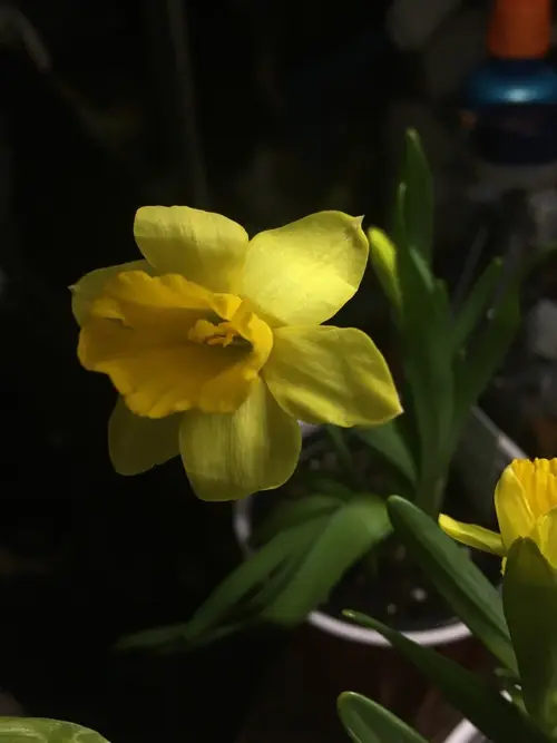 Narcissus jonquilla 'Chit Chat'