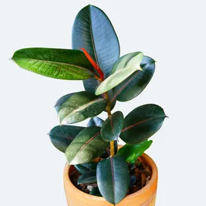Gummibaum 'Decora' - Ficus elastica 'Decora' (Pflege, Merkmale, Blume,  Bilder)