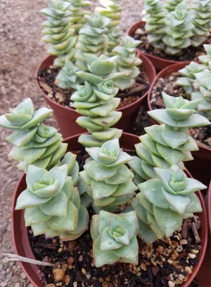 compo floranid rasendünger gegen unkraut + moos 6 kg Compo Expert Rasendünger mit Unkrautvernichter Floranid – rasenwelt GmbH