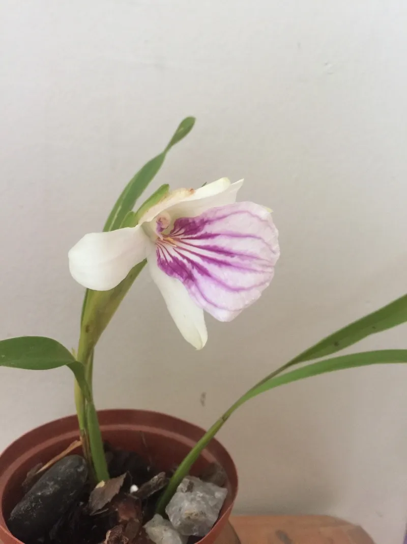 トキソウ（朱鷺草）の花言葉とその象徴的な意味