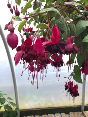 How to Grow and Care for hybrid fuchsia 'Roesse Blacky'