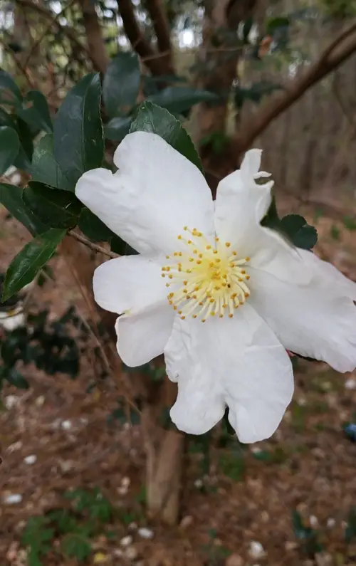 Japanese camellia 'Lily Pons'