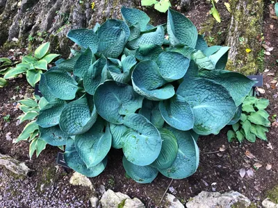 Wie man Blaublatt-Funkie 'Love Pat' anbaut und pflegt