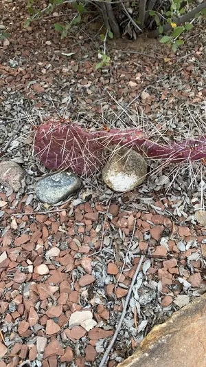 輸入苗 opuntia darknight オプンチア サボテン 多肉植物 オプンチア・ダークナイトの育て方・栽培方法