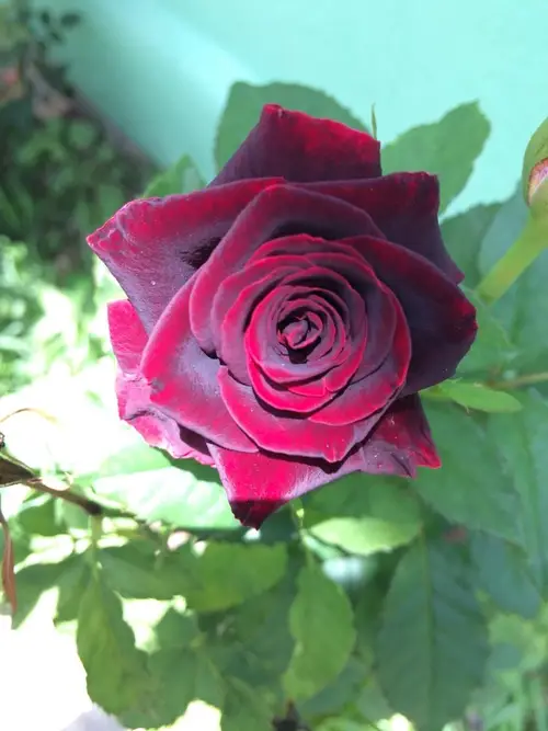 Rosa 'Black Baccara'