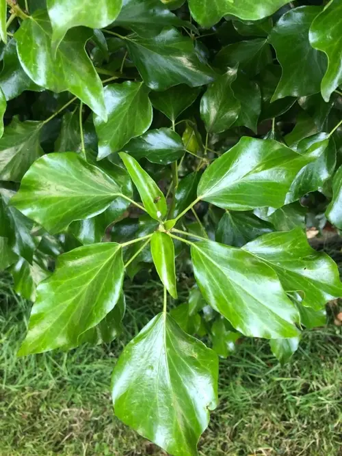 Burretiodendron hsienmu