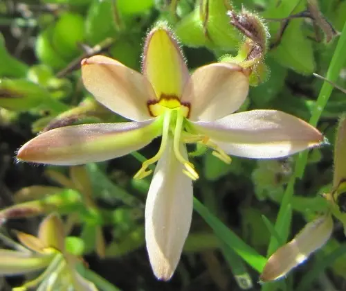 Wachendorfia multiflora
