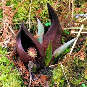 はるざぜんそう、さん確認用 ザゼンソウ （座禅草）の判定方法 (Symplocarpus foetidus)
