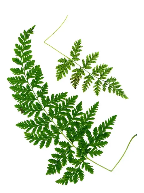 Mackay's brittle fern