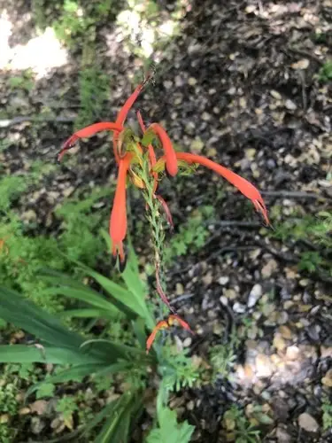 Bicolor cobra lily