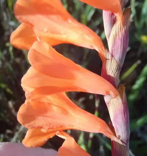 Watsonia laccata
