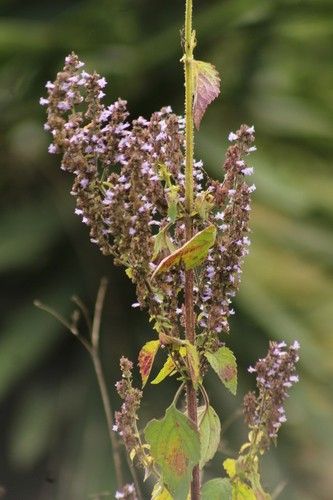 Discover the Top Benefits of Tropical bushmint for Your Garden and Health
