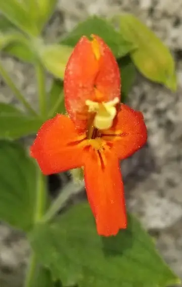 Fiore di scimmia scarlatto