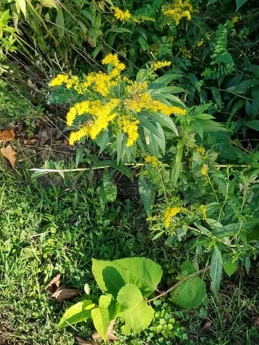 セイタカアワダチソウ（背高泡立草） (Solidago altissima) - PictureThis