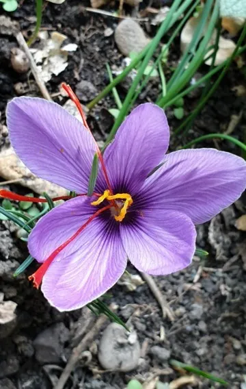 サフランの判定方法 (Crocus sativus)