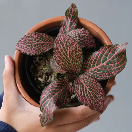 Fittonia albivenis 'Pink Wave'