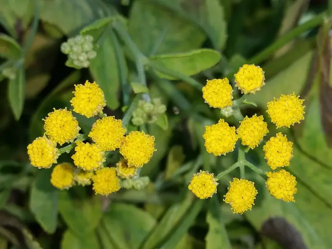 Hierba de Santa María (Tanacetum balsamita) - PictureThis
