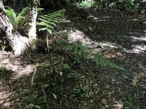Rough tree fern