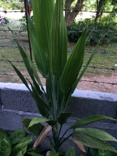 Lance dracaena (Dracaena aubryana) - PictureThis