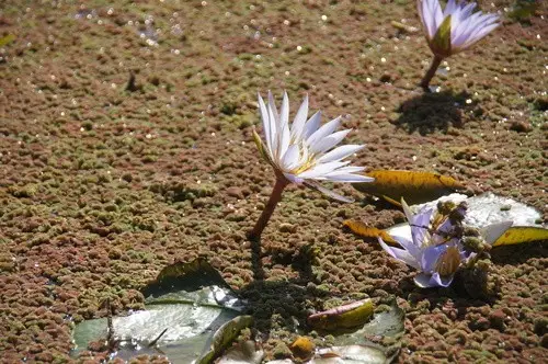 Нимфея мелкоцветковая