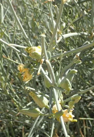 olivenbaum 45 jahre Olivenbaum Olea Europaea Cultivo | 230cm