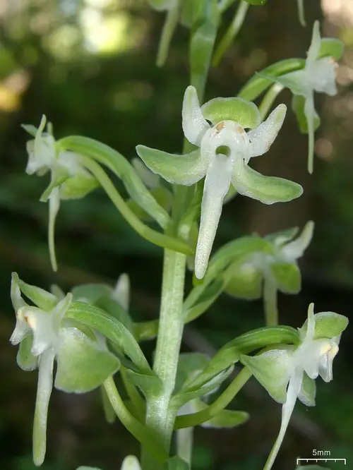 Lesser roundleaved orchid