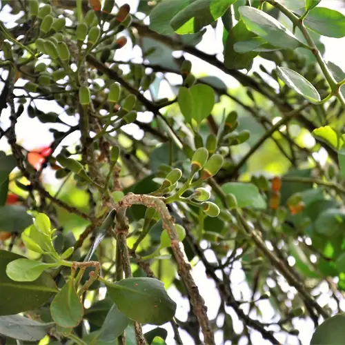American mistletoe