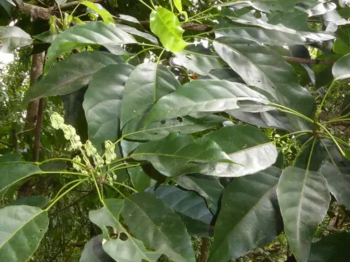 Elaeocarpus tonganus