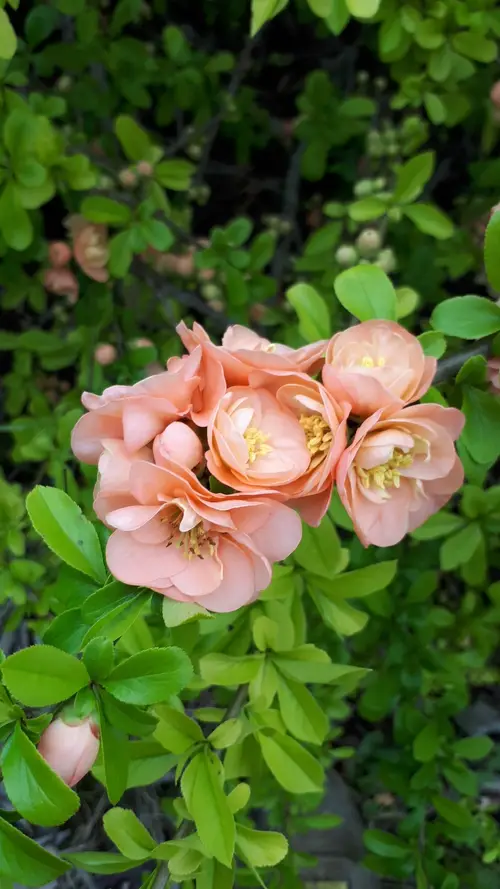 Flowering quince 'Geisha Girl'
