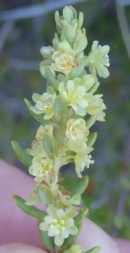 Clutia polifolia