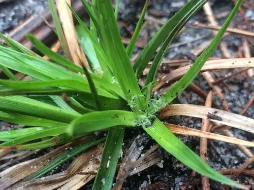 Carex tonsa