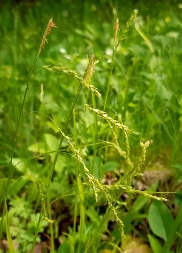 Carex comprimé