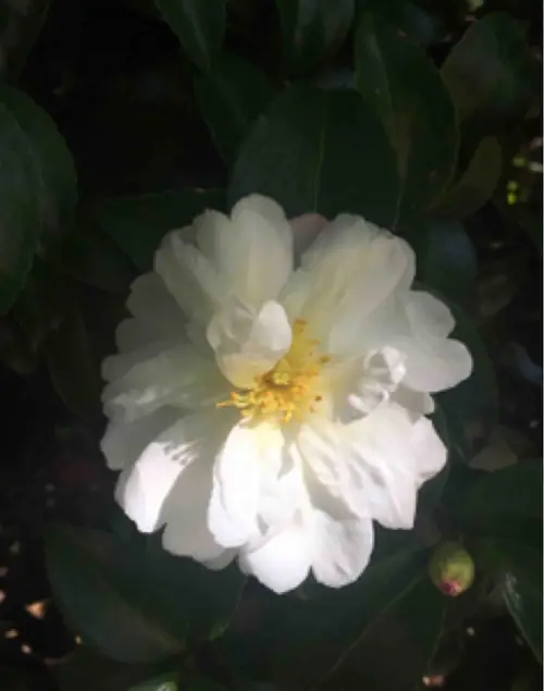 Camellia sasanqua 'Polar Ice'