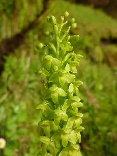 Short-spurred butterfly-orchid