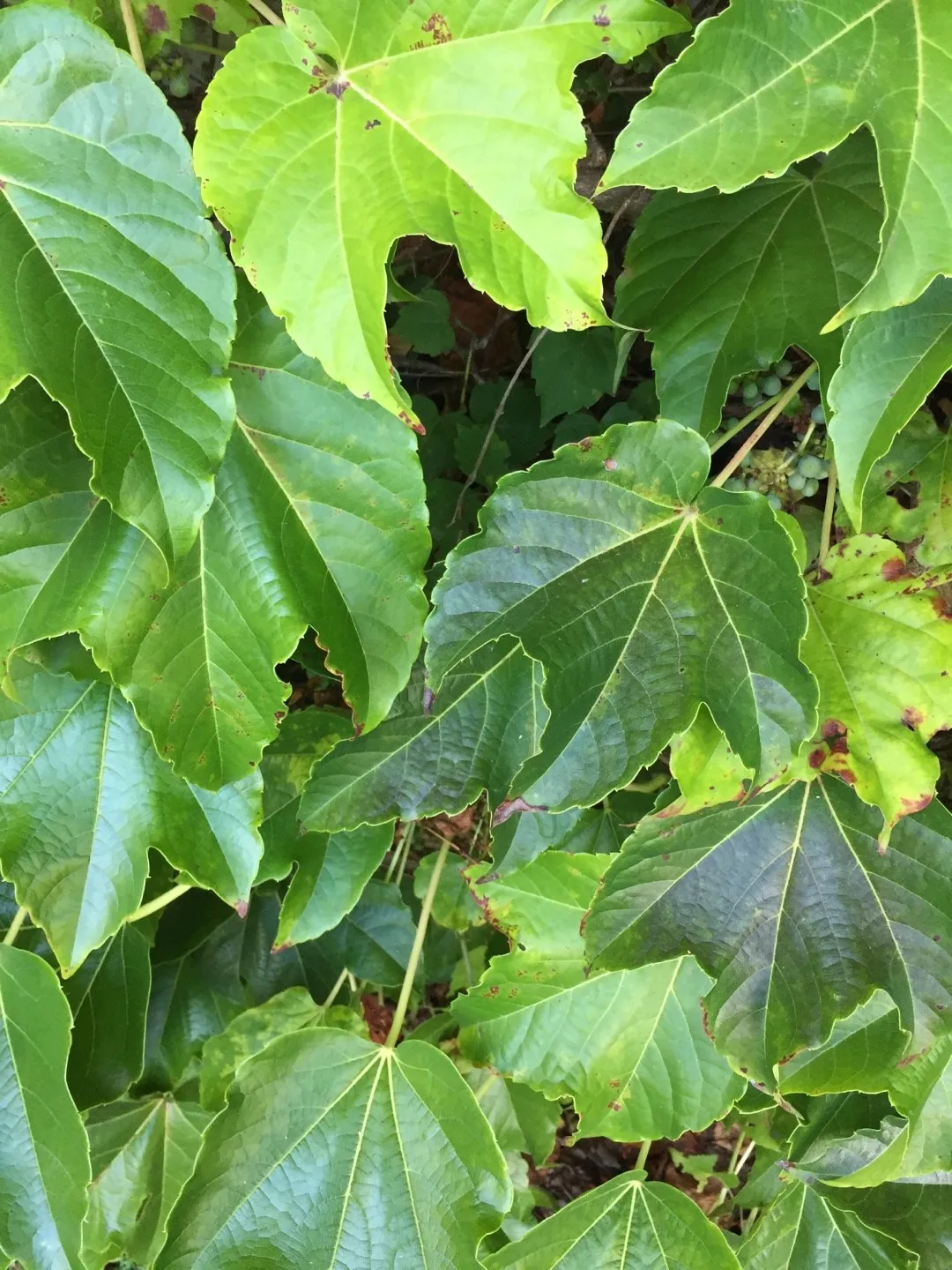 ツタ（蔦）の判定方法 (Parthenocissus tricuspidata)