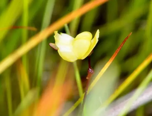 Utricularia subulata