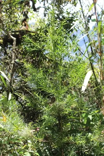 Podocarpus glomeratus