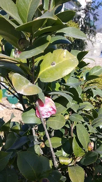 So identifizierst du Kamelie (Camellia japonica)