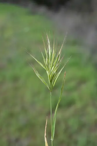 Red brome