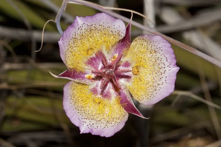 Plummer's mariposa lily