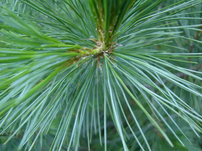 Balkan pine