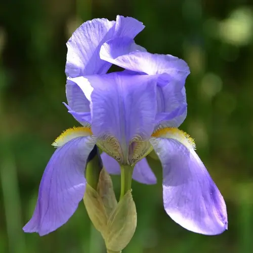 Iris pâle