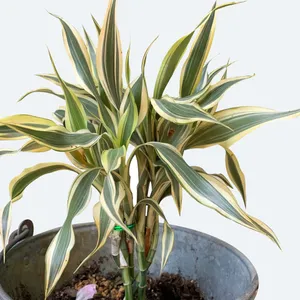 dracena magenta Dracaena marginata Magenta | H125cm W35cm