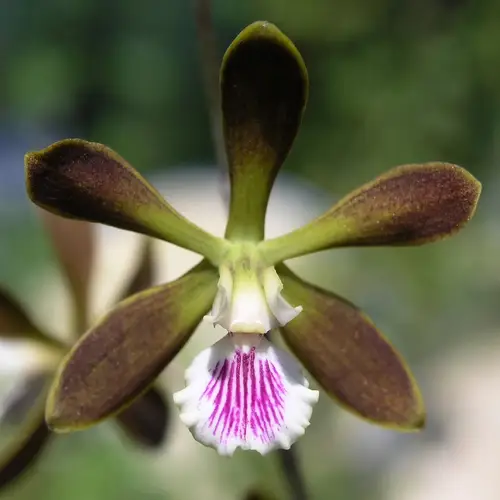 Orquídea mariposa de Tampa