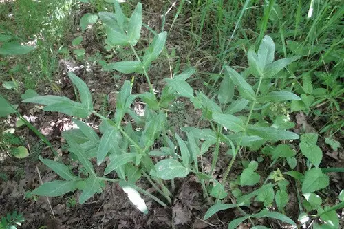 opopanax-persicus-picturethis