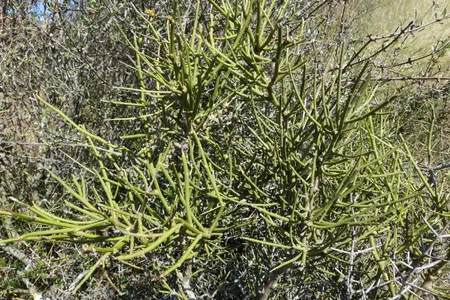 How to Grow and Care for Desert broom
