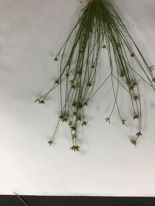 刺苞苔